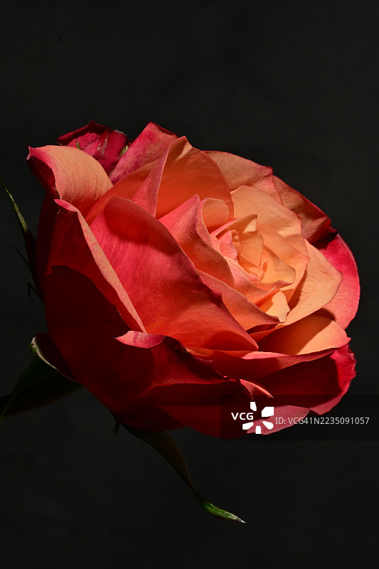鲜艳的双色玫瑰特写，背景为深色图片素材
