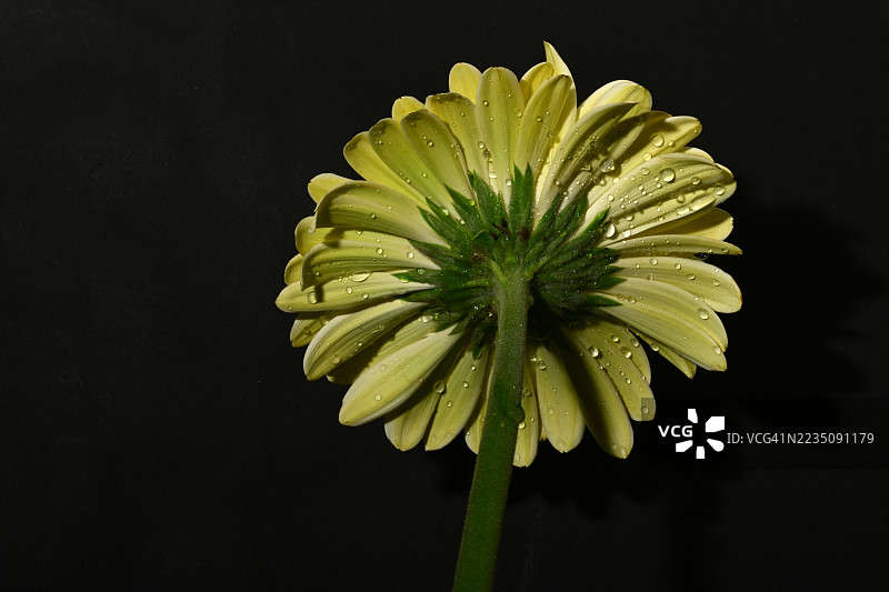 鲜艳的黄色非洲菊花瓣上带有水滴，背景为深色。图片素材
