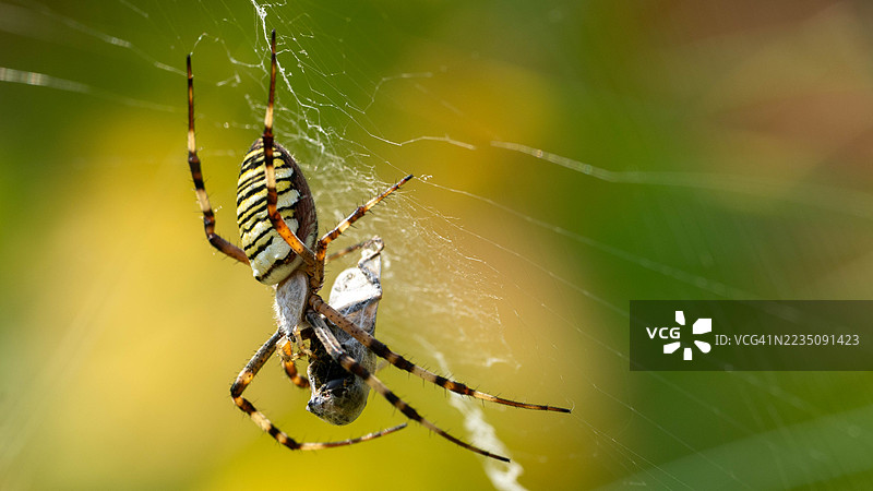 特写镜头展示了一只色彩鲜艳的黄黑色花园蜘蛛在其复杂的网中捕捉一只苍蝇。图片素材