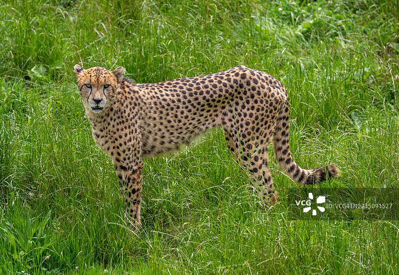 一只威武的猎豹在生机勃勃的绿色草地上警觉地站立，展示着它美丽的斑点皮毛。图片素材