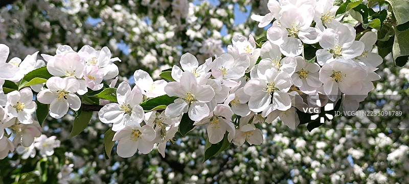 春天盛开的细腻白色樱花特写，象征着重生和自然之美图片素材