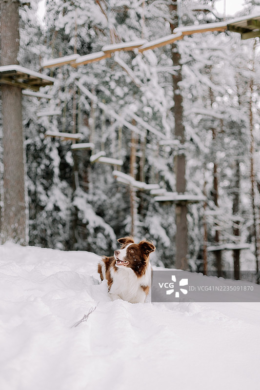 快乐的边境牧羊犬在冬季森林中深厚的新雪中玩耍图片素材