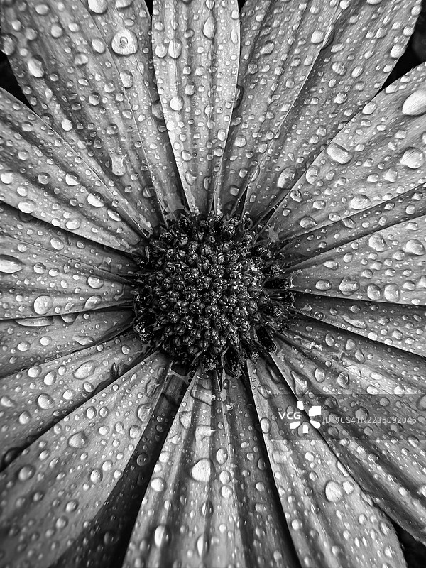 黑白花朵特写，花瓣和花心上沾满水珠图片素材