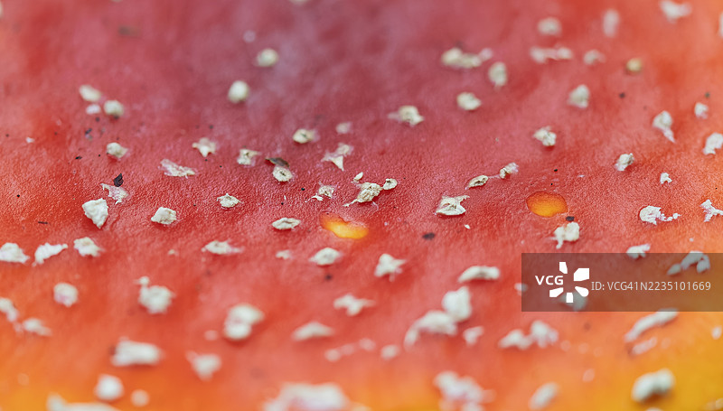 红色毒蝇伞的极端特写图片素材