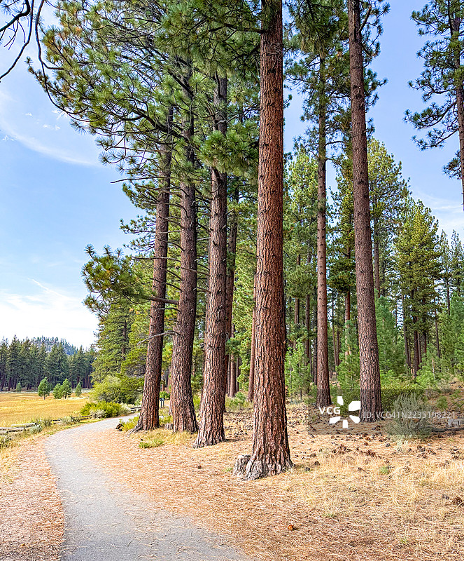 拉贝草地（又名拉姆瓦塔历史小径），湖 Tahoe 的人行道和松树图片素材