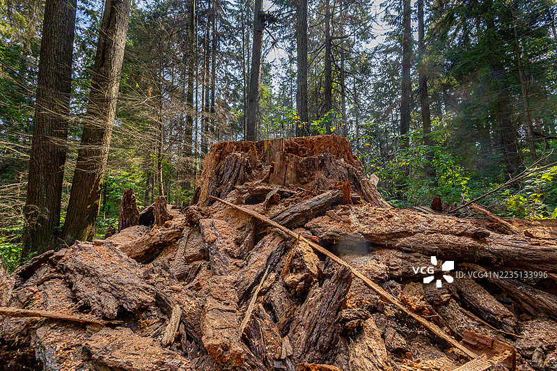 古老的道格拉斯冷杉树的残骸图片素材