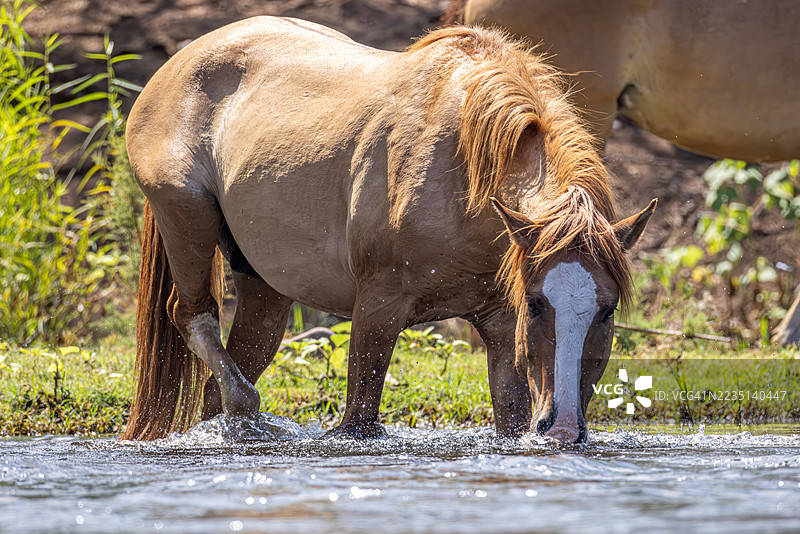 野马，盐河，亚利桑那州图片素材
