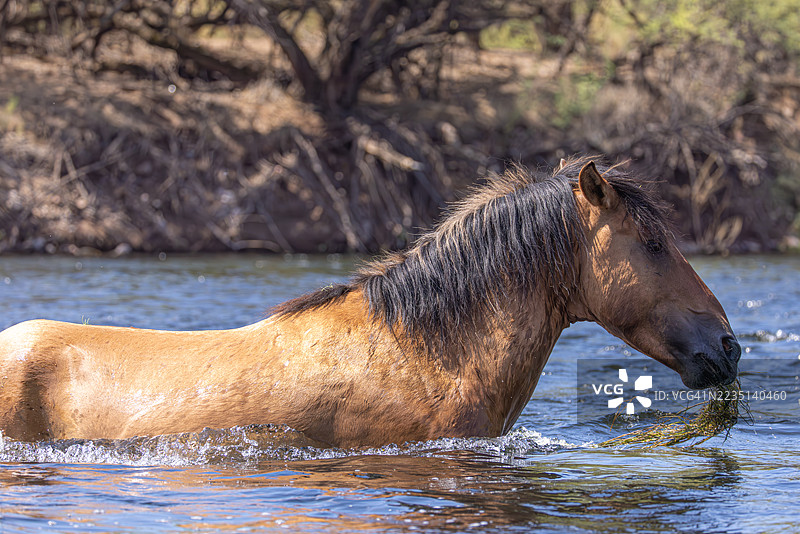 在亚利桑那州的河中站立的野马正在吃水生植物图片素材