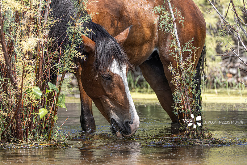 亚利桑那州盐河旁的野马饮水图片素材