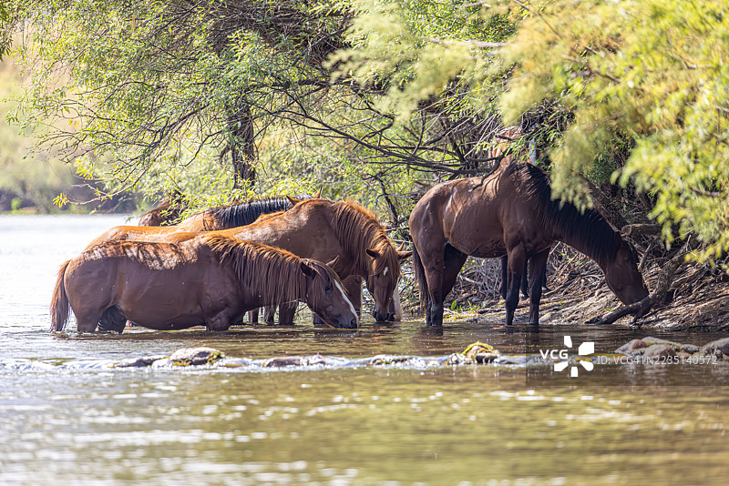 野马在盐河边一起饮水图片素材