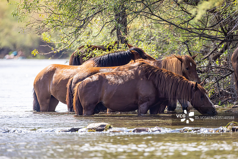 野马在盐河边并肩饮水图片素材