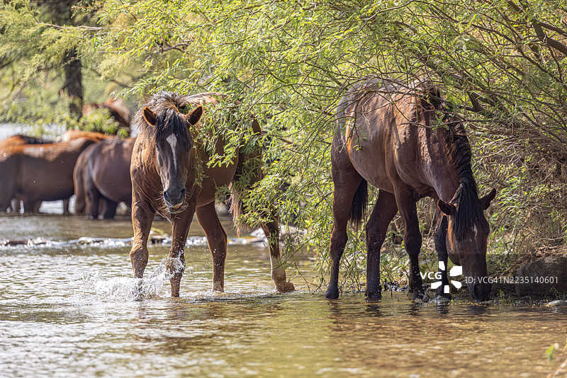 野马在盐河中饮水和移动图片素材