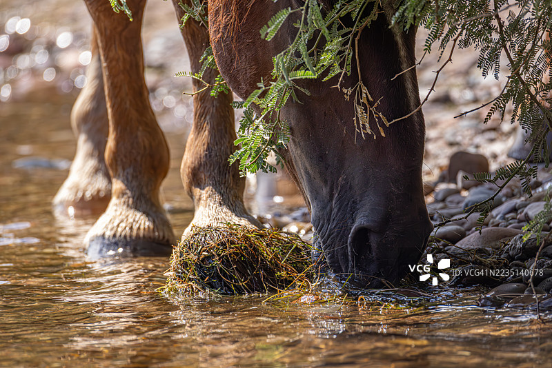 盐河中野马近距离觅食植物图片素材