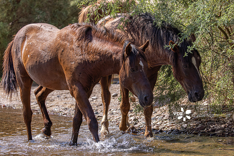 两匹野马在盐河边一起漫步图片素材
