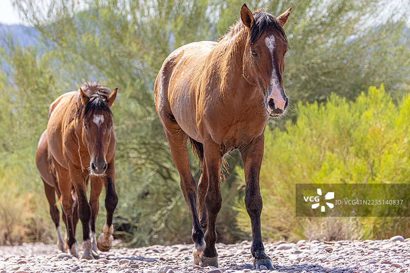 野马在亚利桑那沙漠的干涸河床上行走图片素材