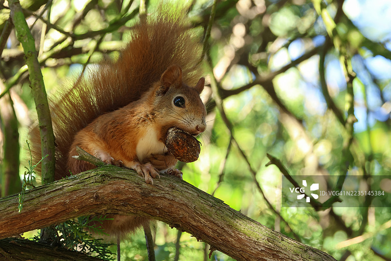 一只可爱的红松鼠（Sciurus vulgaris）高高地栖息在树上，嘴里叼着一个核桃。图片素材