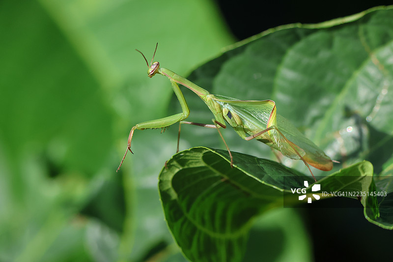 在灌木丛中捕猎的宗教螳螂（Mantis religiosa）。图片素材