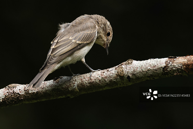 一只年轻的斑点鹟（Muscicapa striata）栖息在林中的一根树枝上，正在四处寻找昆虫作为食物。图片素材