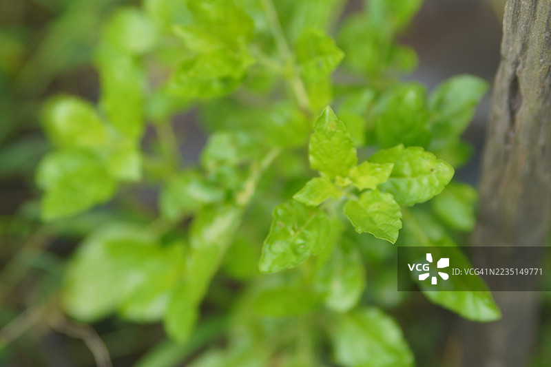 泰国圣罗勒（Ocimum tenuiflorum sanctum）或称为Tulsi kaphrao，直立生长，绿叶蔬菜，花朵在自然背景的花园中盛开。图片素材