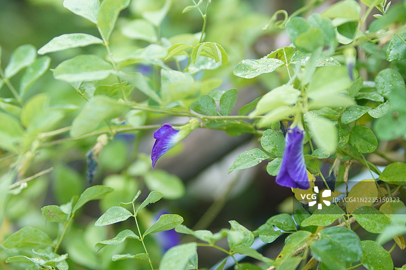 蓝色蝶豆花（Clitoria ternatea L.）在绿色模糊自然背景下的柔焦效果，盛开的藤本植物，生长在亚洲热带地区，单朵蓝色蝶豆花。图片素材
