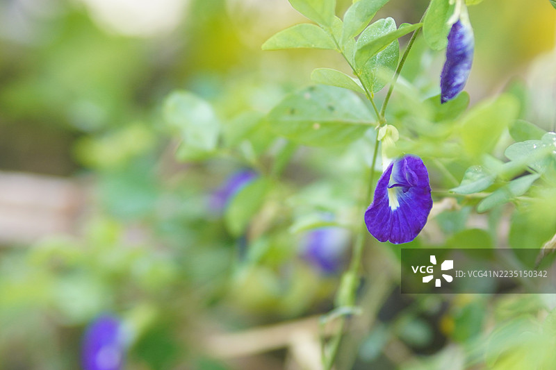 蓝色蝶豆花（Clitoria ternatea L.）在绿色模糊自然背景下的柔焦效果，盛开的藤本植物，生长在亚洲热带地区，单朵蓝色蝶豆花。图片素材