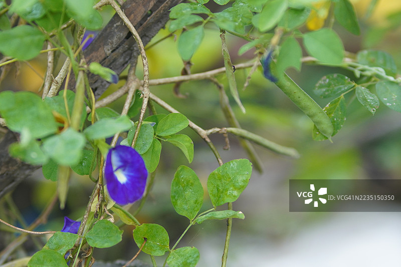 蓝蝴蝶豌豆紫罗兰色花，蝶豆（Clitoria ternatea L.），在柔和的绿色模糊自然背景下，花园里盛开的藤蔓，这种藤蔓生长在亚洲热带地区，单朵蓝色的蝶豆花。图片素材