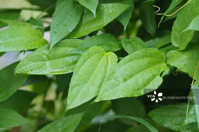 紫花泰国香草月桂钟藤，蓝色喇叭藤，月桂叶吞拿藤，吞拿藤（Thunbergia laurifolia Lindl.）。图片素材