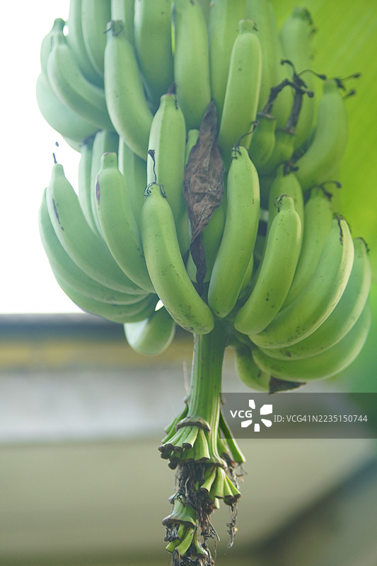 香蕉 卡文迪许香蕉图片素材