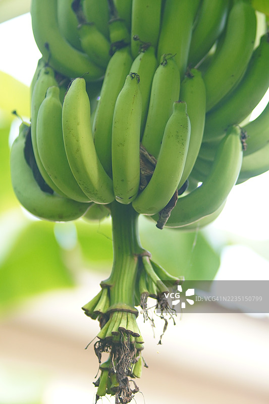 香蕉 卡文迪什香蕉图片素材