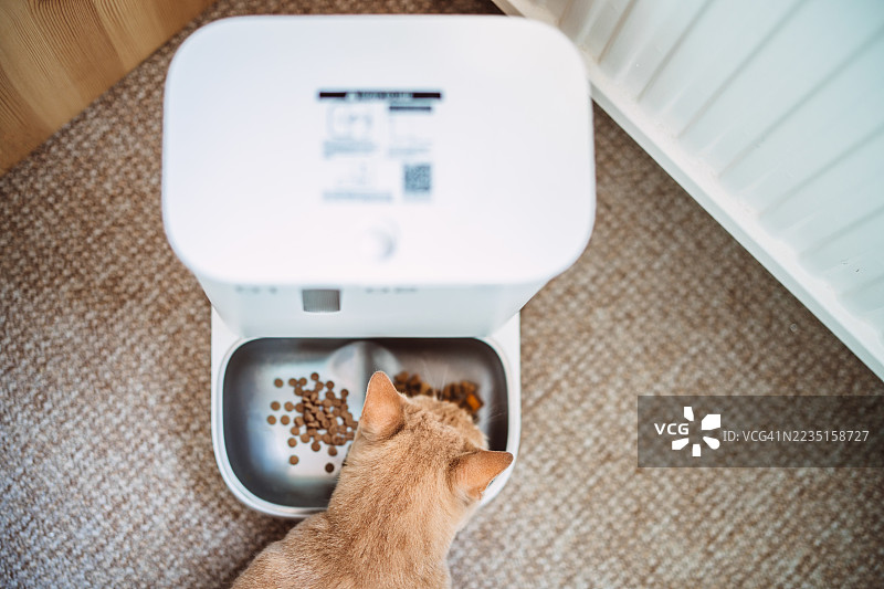 室内的家猫正在自动宠物喂食器进食图片素材
