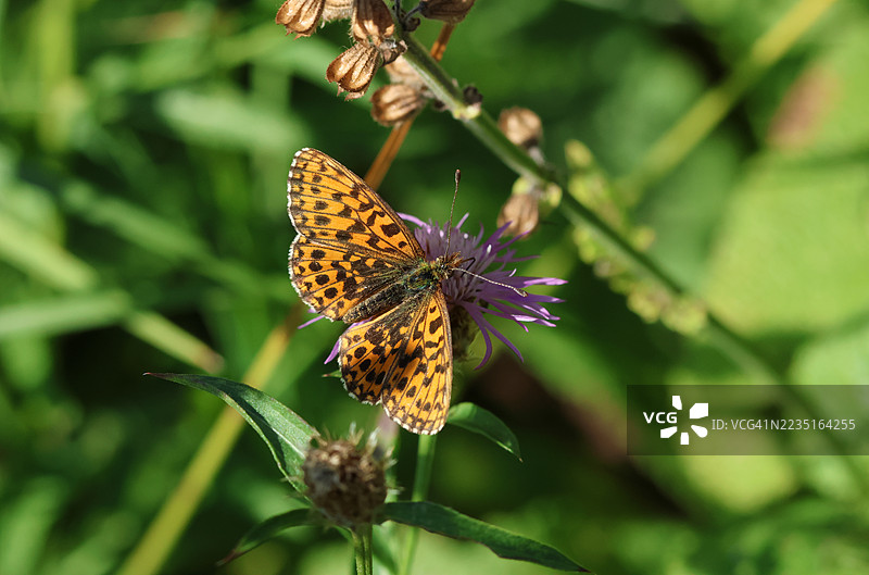 一只织女蛱蝶（Boloria dia）在给野花授粉。图片素材