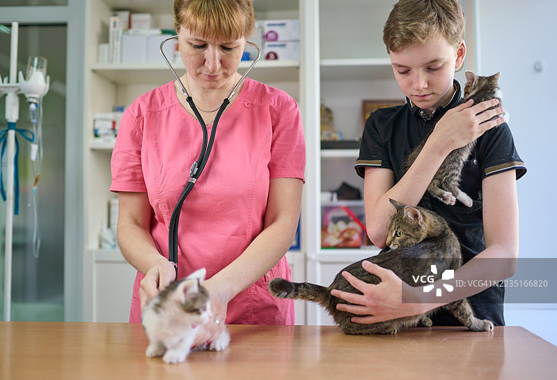 可爱的女性兽医正在为一只猫的家庭进行医疗操作图片素材