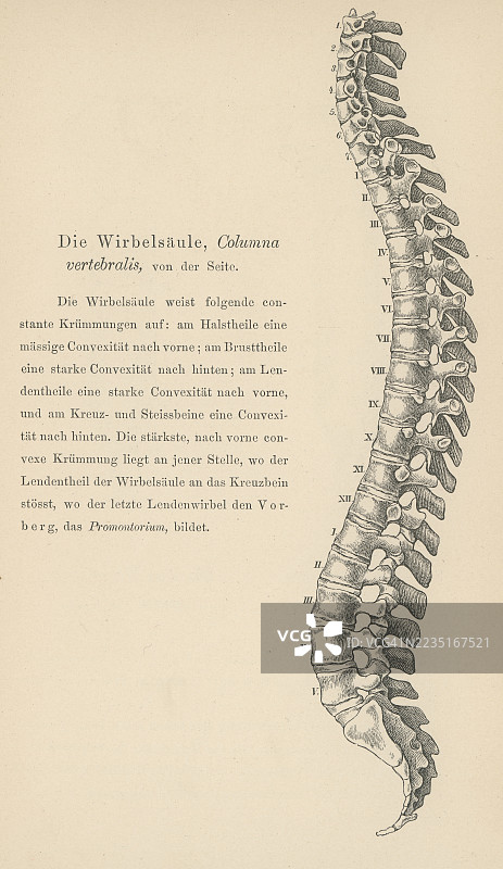 人类脊柱骨骼的古老雕刻插图图片素材