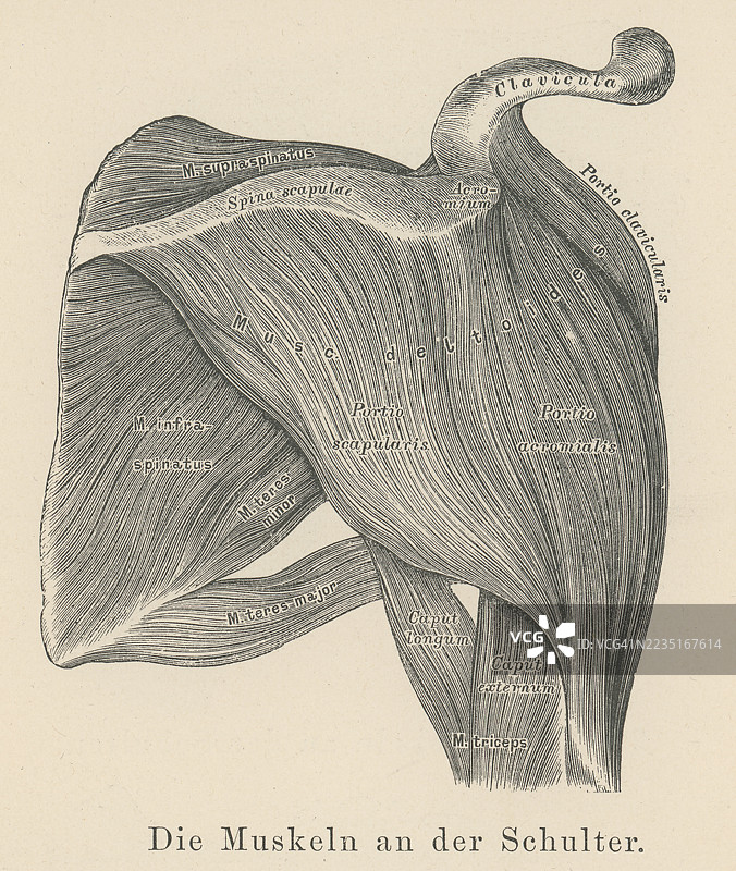 肩部肌肉的老式雕刻插图图片素材