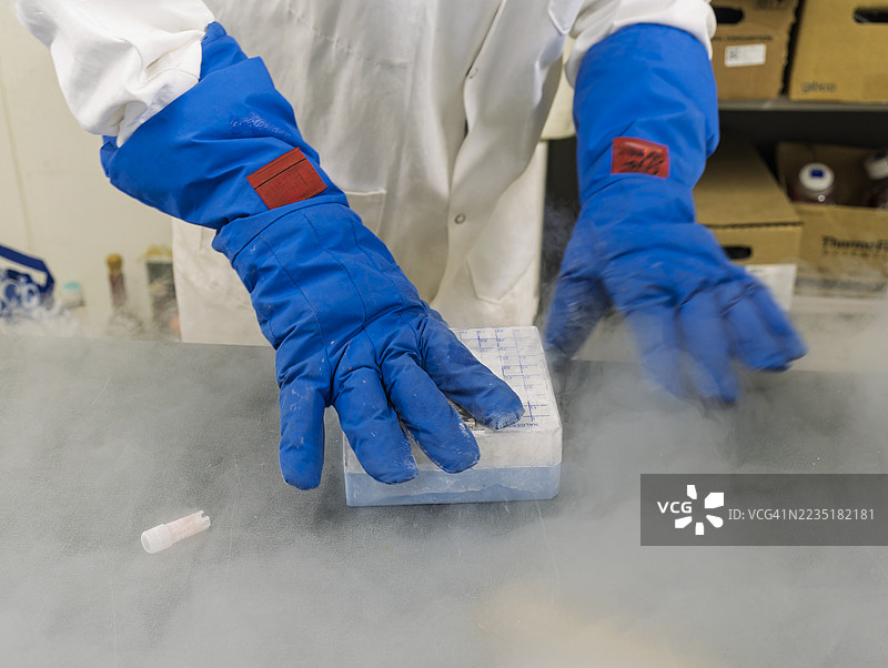 一位科学家的戴手套的手正在处理一个装有储存在液氮中的人类细胞系的盒子。图片素材