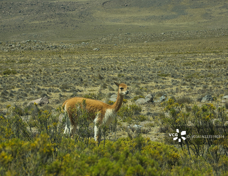 维库尼亚在看着镜头。秘鲁卡尼瓦斯国家保护区。图片素材