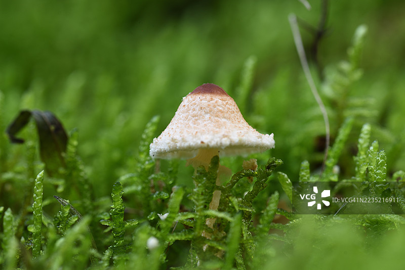 Lepiota cristata图片素材