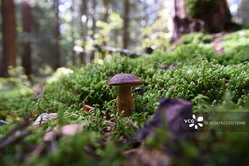 Imleria badia图片素材