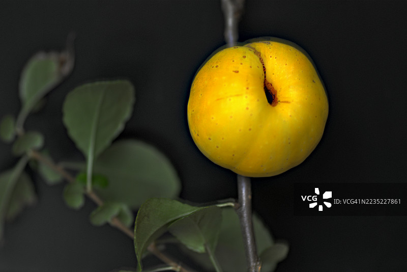 红花山茱萸图片素材