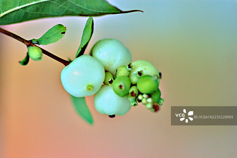 白色雪果图片素材