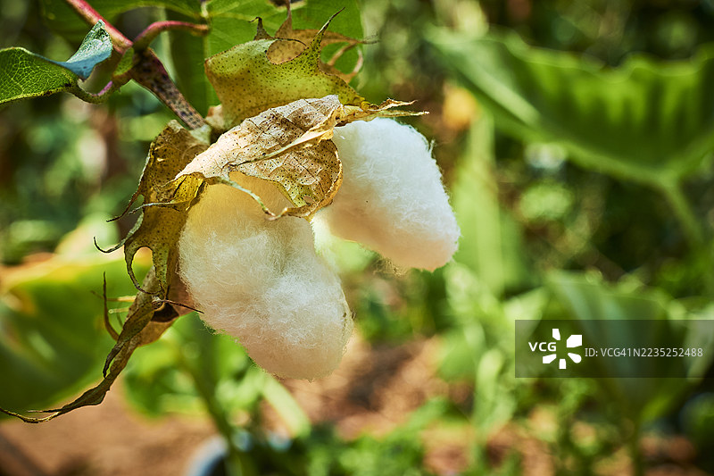棉花球植物图片素材
