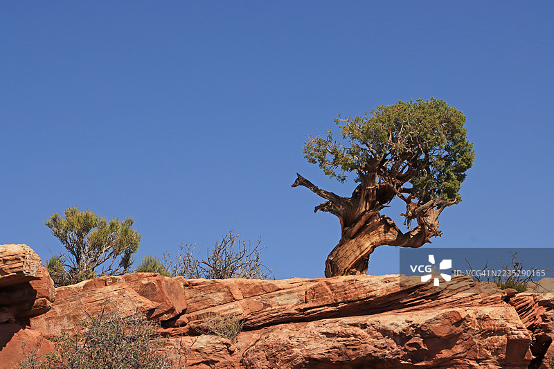 犹他扁柏树与蓝天相映图片素材