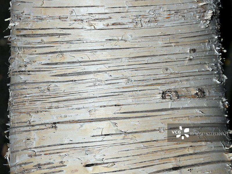 桦树皮图片素材