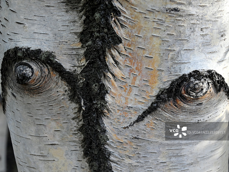 桦树皮图片素材