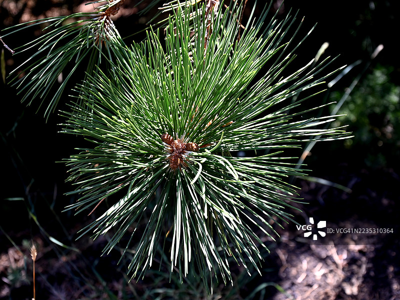 松树叶（针叶）图片素材