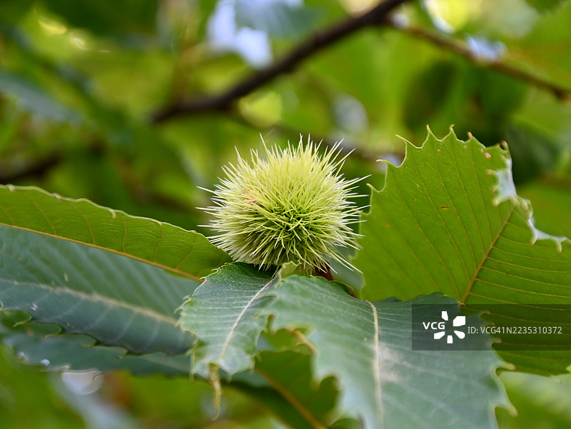 栗子树的果实图片素材