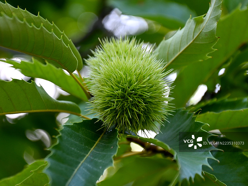 绿色的栗子树的果实图片素材