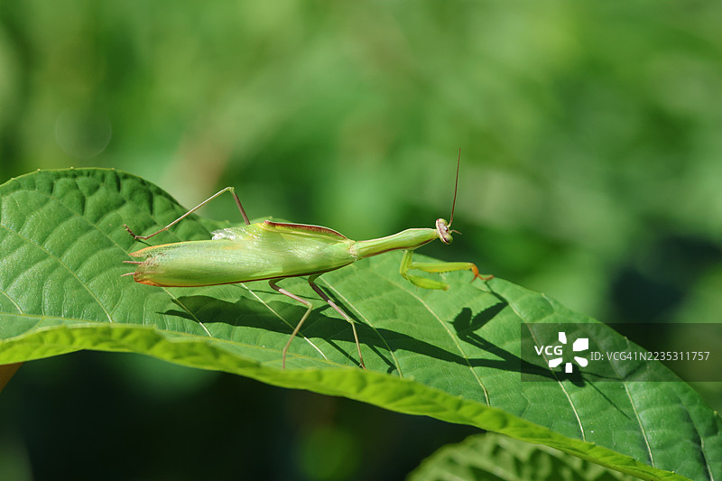 一只捕猎的宗教螳螂（Mantis religiosa）在叶子上的灌木丛中。图片素材