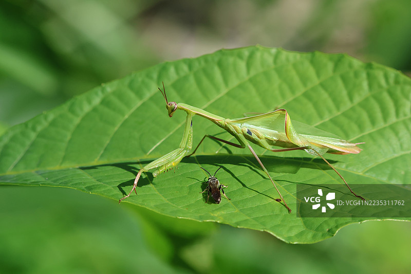 一只捕猎的宗教螳螂（Mantis religiosa）在叶子上的灌木丛中。图片素材