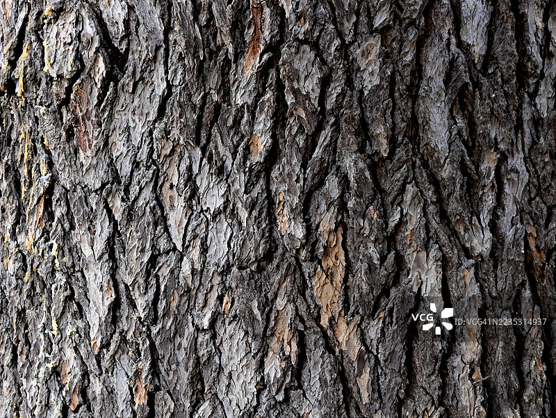 黎巴嫩雪松树干的树皮图片素材
